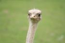 gal/Paris/Zoo_de_Thoiry/_thb_IMG_3757.JPG