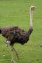 gal/Paris/Zoo_de_Thoiry/_thb_IMG_3759.JPG