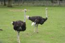 gal/Paris/Zoo_de_Thoiry/_thb_IMG_3760.JPG