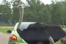 gal/Paris/Zoo_de_Thoiry/_thb_IMG_3764.JPG