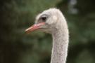 gal/Paris/Zoo_de_Thoiry/_thb_IMG_3766.JPG