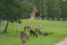 gal/Paris/Zoo_de_Thoiry/_thb_IMG_3767.JPG
