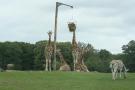 gal/Paris/Zoo_de_Thoiry/_thb_IMG_3777.JPG