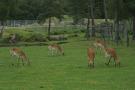 gal/Paris/Zoo_de_Thoiry/_thb_IMG_3779.JPG