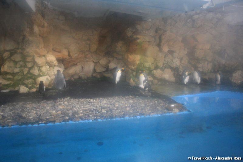gal/Theme_Parks/Marineland/Antarctica/Marineland_Antarctica27.jpg