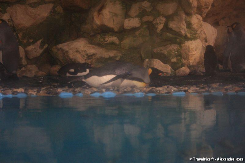 gal/Theme_Parks/Marineland/Antarctica/Marineland_Antarctica34.jpg