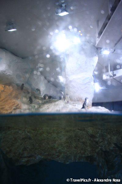 gal/Theme_Parks/Marineland/Antarctica/Marineland_Antarctica46.jpg