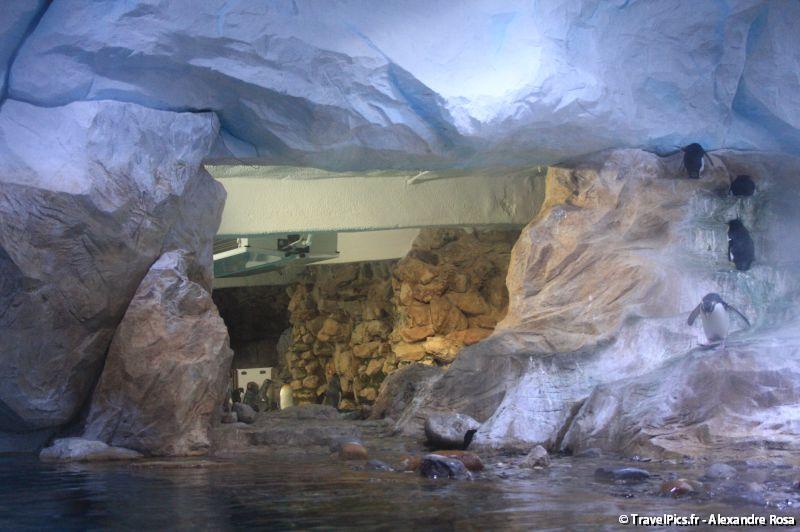 gal/Theme_Parks/Marineland/Antarctica/Marineland_Antarctica48.jpg