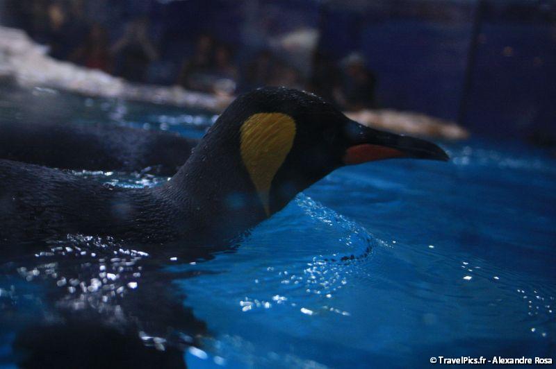 gal/Theme_Parks/Marineland/Antarctica/Marineland_Antarctica56.jpg