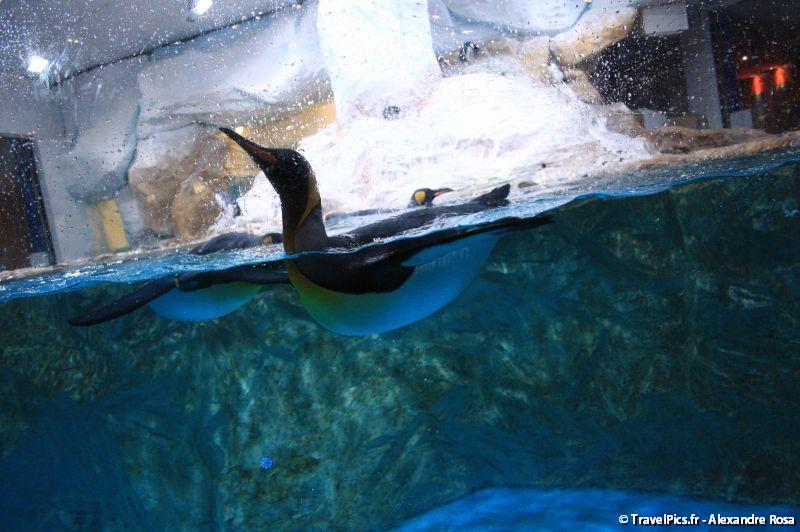 gal/Theme_Parks/Marineland/Antarctica/Marineland_Antarctica60.jpg