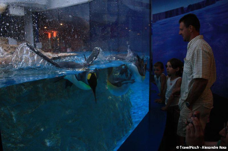 gal/Theme_Parks/Marineland/Antarctica/Marineland_Antarctica80.jpg