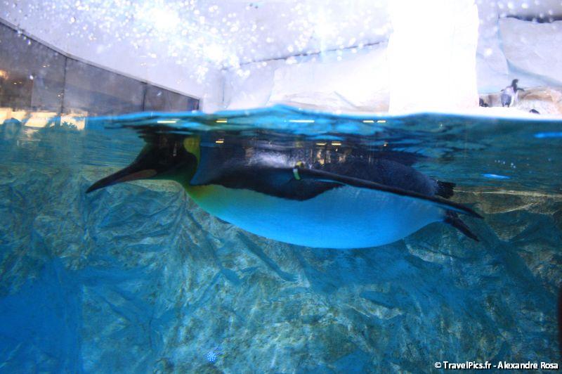 gal/Theme_Parks/Marineland/Antarctica/Marineland_Antarctica82.jpg