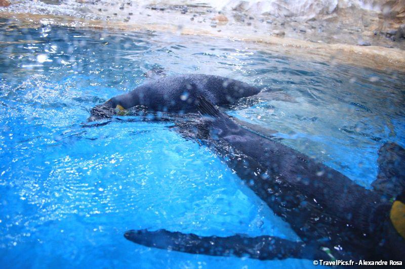gal/Theme_Parks/Marineland/Antarctica/Marineland_Antarctica87.jpg