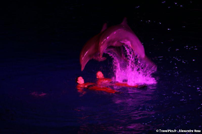 gal/Theme_Parks/Marineland/Dauphins/Marineland_Dauphins026.jpg