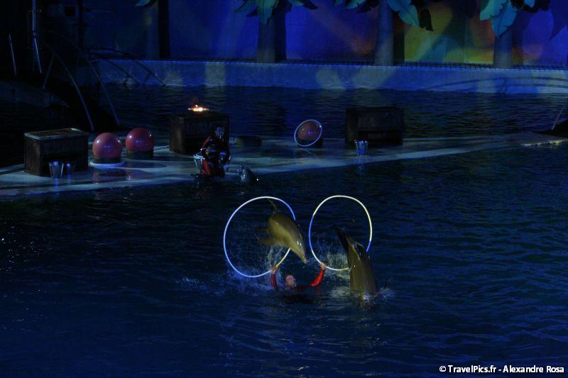gal/Theme_Parks/Marineland/Dauphins/Marineland_Dauphins052.jpg