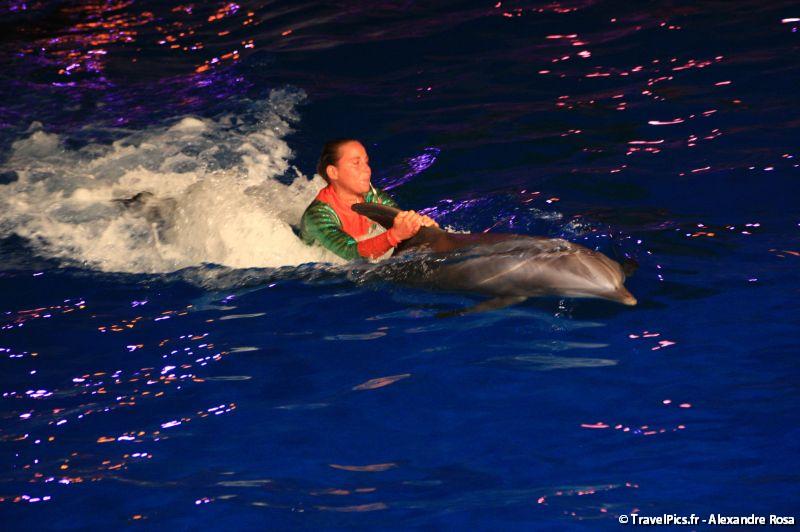 gal/Theme_Parks/Marineland/Dauphins/Marineland_Dauphins091.jpg