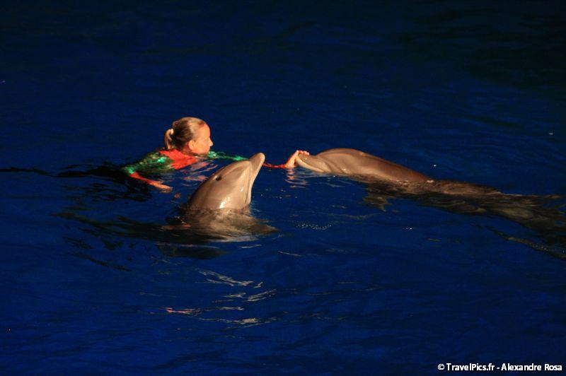 gal/Theme_Parks/Marineland/Dauphins/Marineland_Dauphins093.jpg