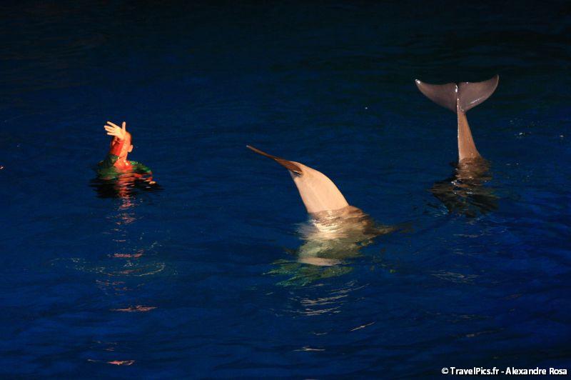 gal/Theme_Parks/Marineland/Dauphins/Marineland_Dauphins094.jpg