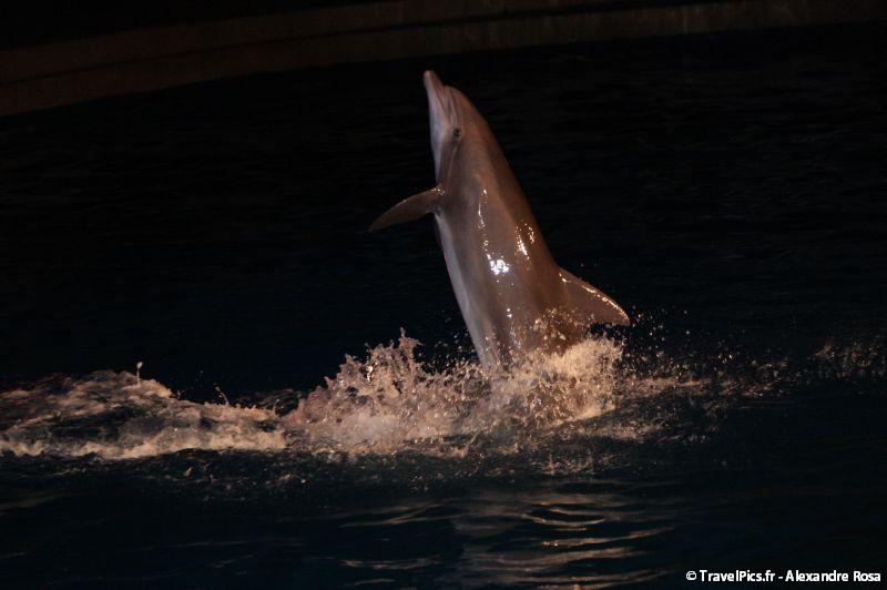 gal/Theme_Parks/Marineland/Dauphins/Marineland_Dauphins101.jpg