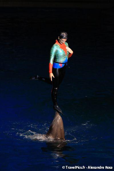 gal/Theme_Parks/Marineland/Dauphins/Marineland_Dauphins139.jpg