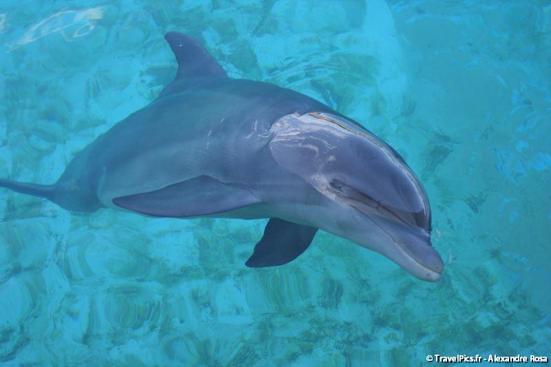 gal/Theme_Parks/Marineland/Dauphins/Marineland_Dauphins194.jpg
