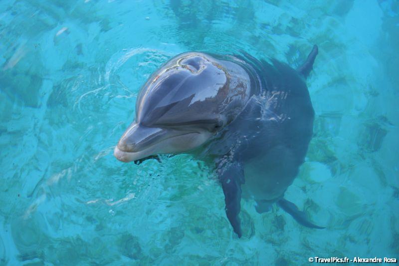 gal/Theme_Parks/Marineland/Dauphins/Marineland_Dauphins196.jpg