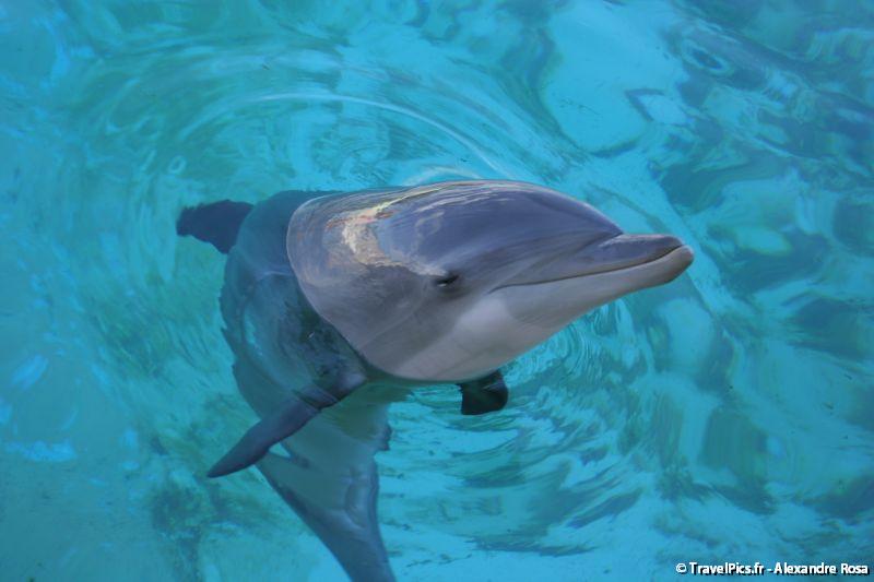 gal/Theme_Parks/Marineland/Dauphins/Marineland_Dauphins199.jpg