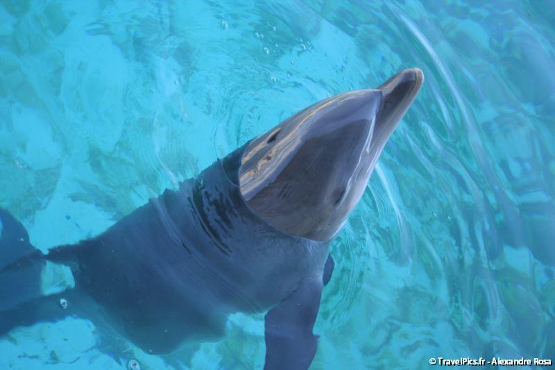 gal/Theme_Parks/Marineland/Dauphins/Marineland_Dauphins202.jpg