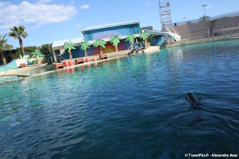 gal/Theme_Parks/Marineland/Dauphins/Marineland_Dauphins203.jpg