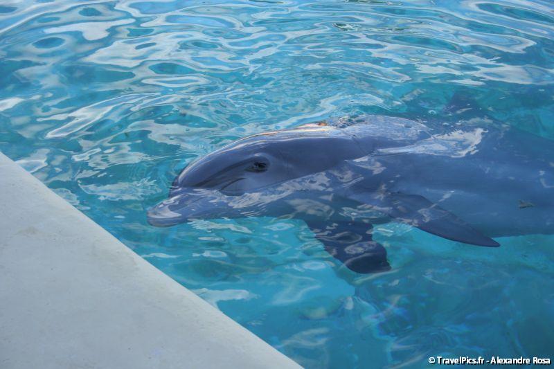 gal/Theme_Parks/Marineland/Dauphins/Marineland_Dauphins205.jpg