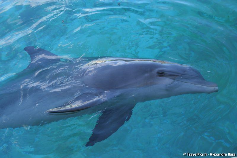 gal/Theme_Parks/Marineland/Dauphins/Marineland_Dauphins207.jpg