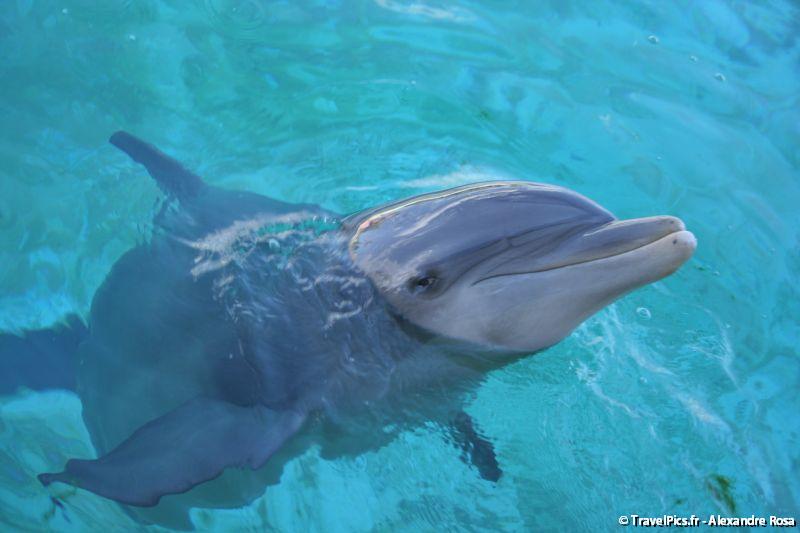 gal/Theme_Parks/Marineland/Dauphins/Marineland_Dauphins209.jpg