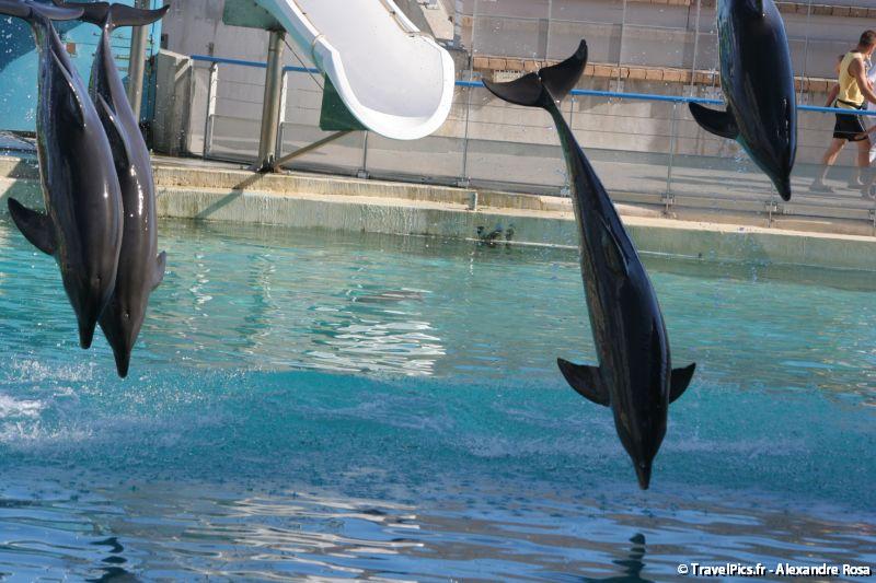 gal/Theme_Parks/Marineland/Dauphins/Marineland_Dauphins215.jpg