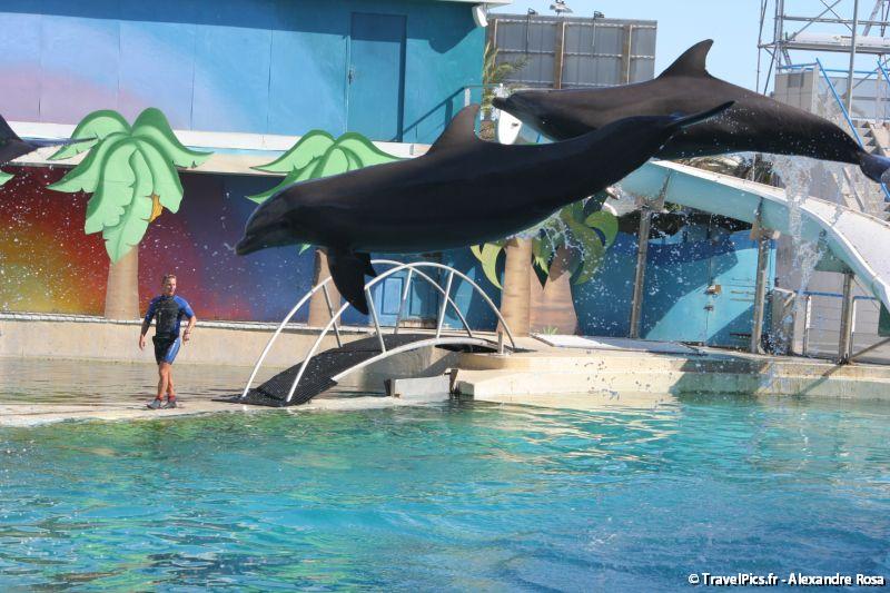 gal/Theme_Parks/Marineland/Dauphins/Marineland_Dauphins216.jpg