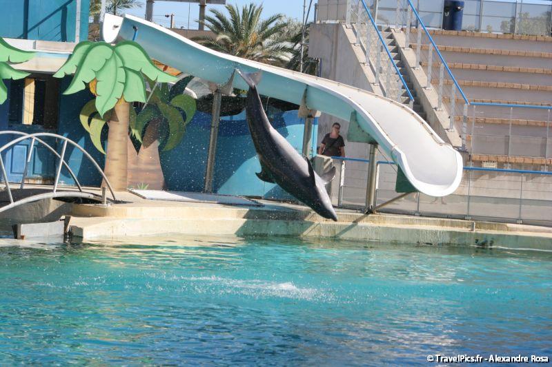 gal/Theme_Parks/Marineland/Dauphins/Marineland_Dauphins219.jpg