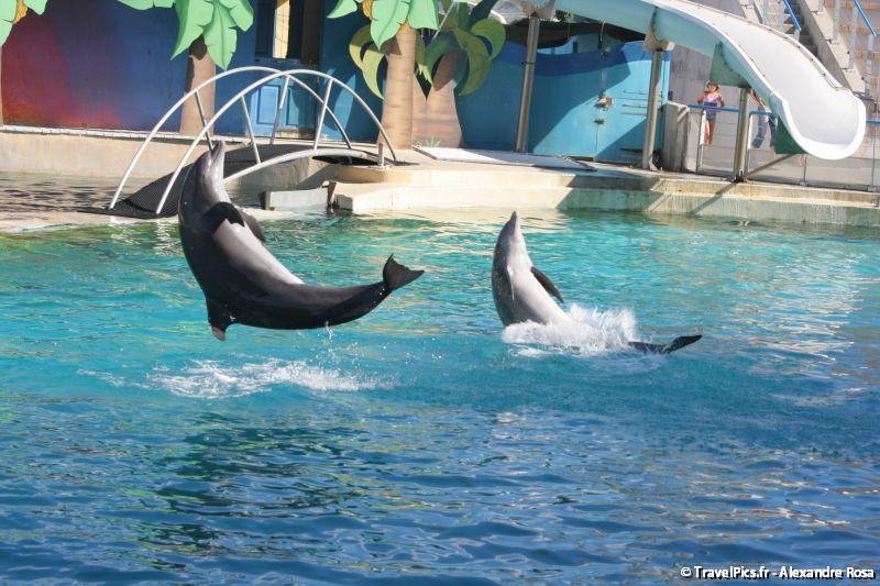gal/Theme_Parks/Marineland/Dauphins/Marineland_Dauphins223.jpg