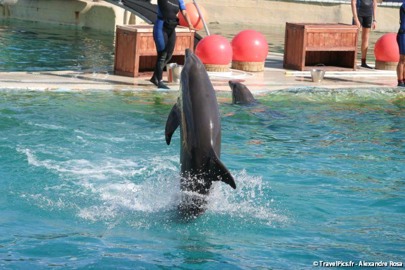 gal/Theme_Parks/Marineland/Dauphins/Marineland_Dauphins225.jpg