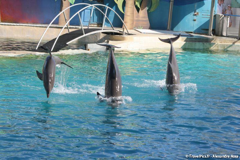 gal/Theme_Parks/Marineland/Dauphins/Marineland_Dauphins227.jpg