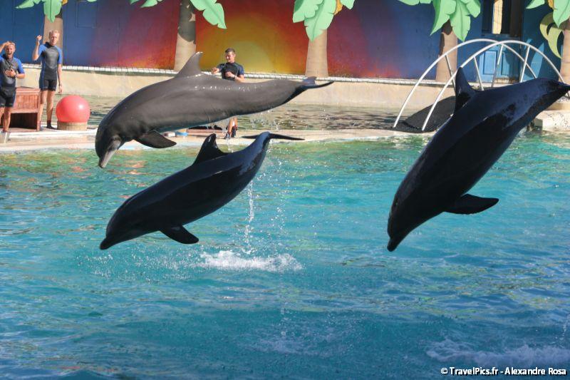 gal/Theme_Parks/Marineland/Dauphins/Marineland_Dauphins228.jpg