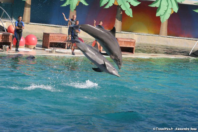 gal/Theme_Parks/Marineland/Dauphins/Marineland_Dauphins229.jpg