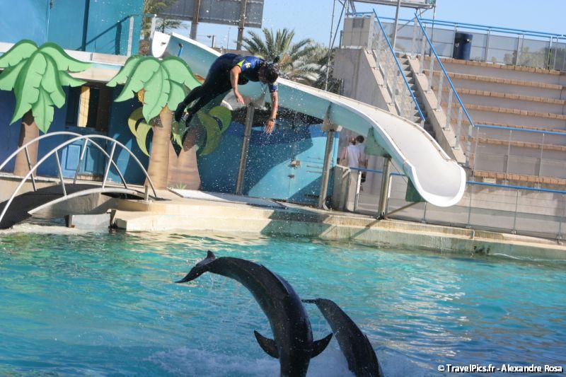 gal/Theme_Parks/Marineland/Dauphins/Marineland_Dauphins231.jpg