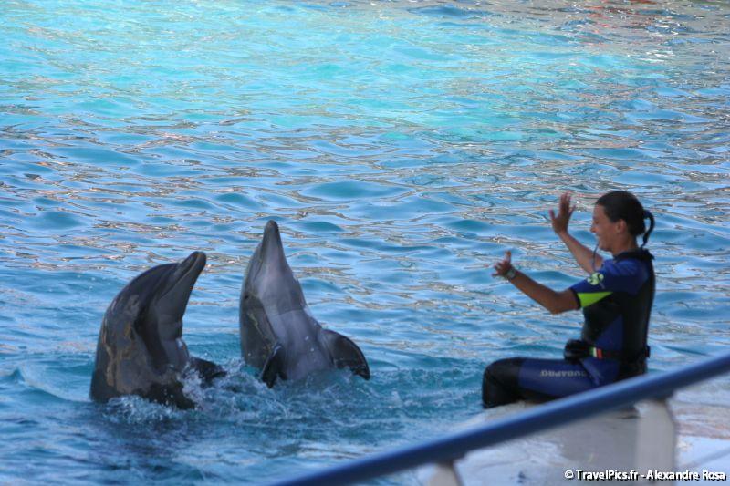 gal/Theme_Parks/Marineland/Dauphins/Marineland_Dauphins235.jpg