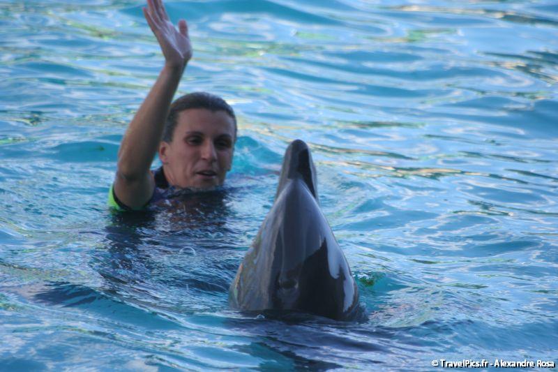 gal/Theme_Parks/Marineland/Dauphins/Marineland_Dauphins242.jpg