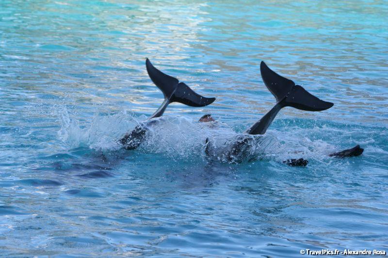 gal/Theme_Parks/Marineland/Dauphins/Marineland_Dauphins244.jpg