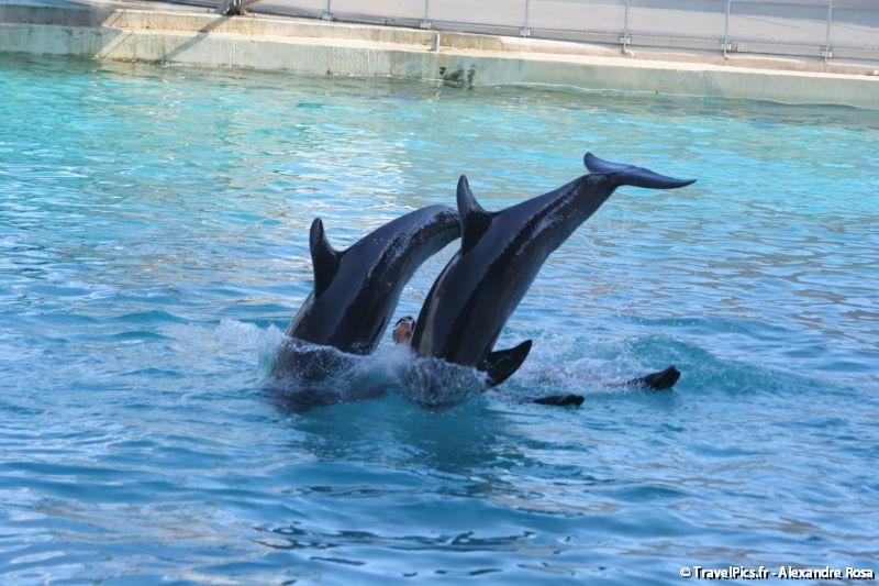gal/Theme_Parks/Marineland/Dauphins/Marineland_Dauphins245.jpg