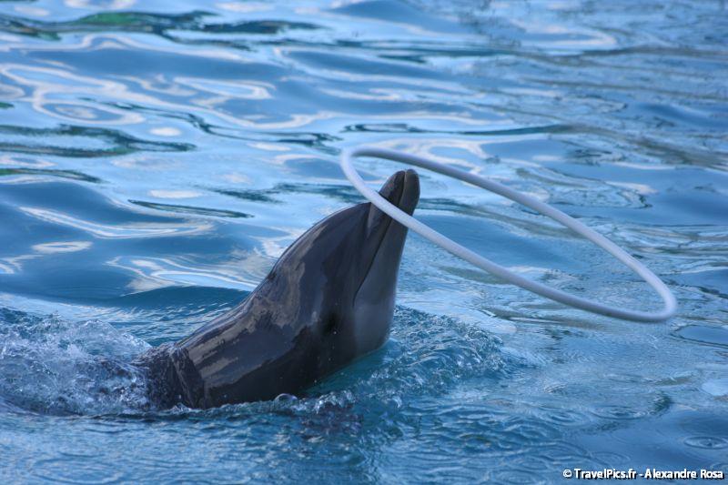 gal/Theme_Parks/Marineland/Dauphins/Marineland_Dauphins257.jpg