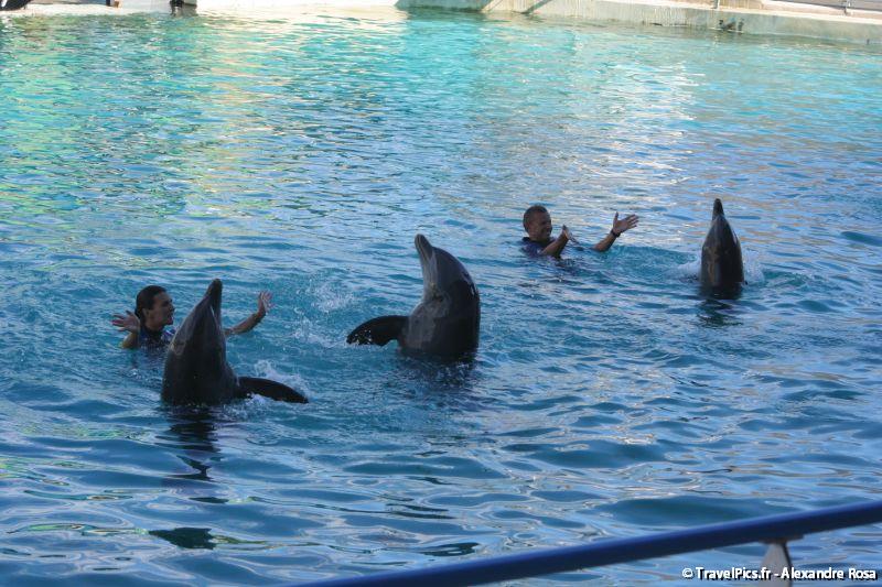 gal/Theme_Parks/Marineland/Dauphins/Marineland_Dauphins266.jpg