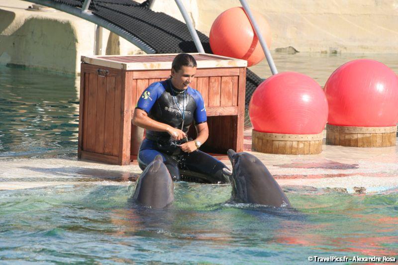 gal/Theme_Parks/Marineland/Dauphins/Marineland_Dauphins267.jpg