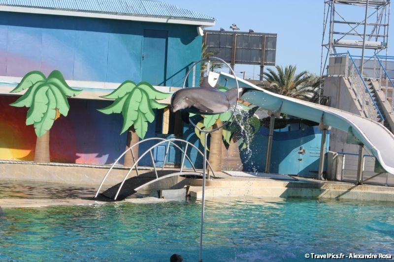 gal/Theme_Parks/Marineland/Dauphins/Marineland_Dauphins269.jpg