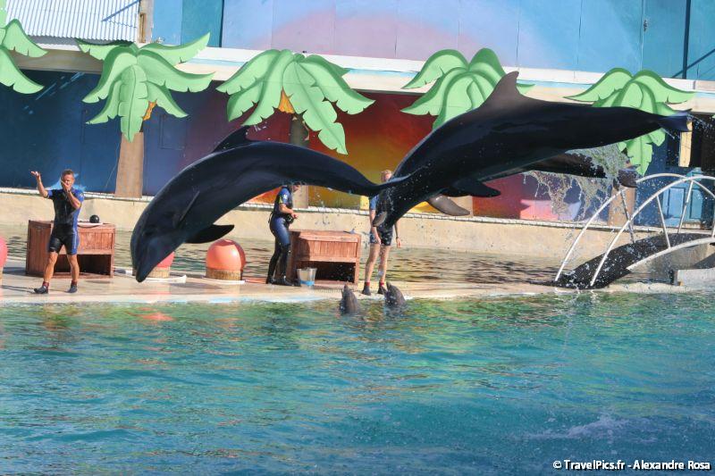 gal/Theme_Parks/Marineland/Dauphins/Marineland_Dauphins271.jpg